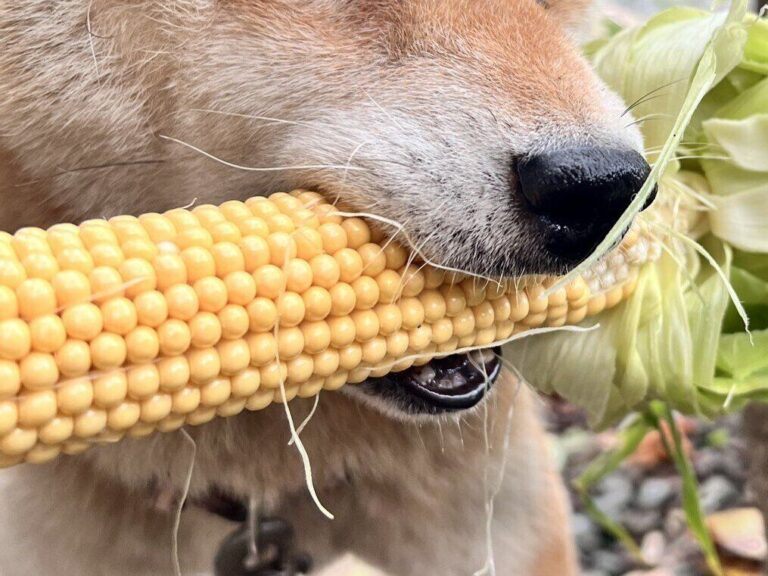お手伝い？いいえ、泥棒です。トウモロコシをくわえた柴犬に1.8万いいね。現行犯でも「かわいいから許す」