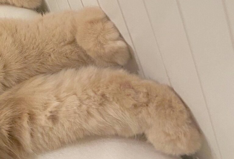 「頭隠して、足隠さず」布団から“足だけ”出すにゃんこが話題に！思わず触りたくなるモフモフのあんよに、飼い主のみならず3.9万人が悶絶！