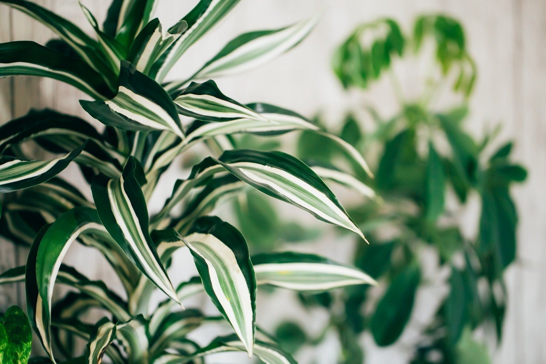 すぐ捨てて!持っていると知らないうちに「金運が下がるモノ」【Dr.コパの風水解説】