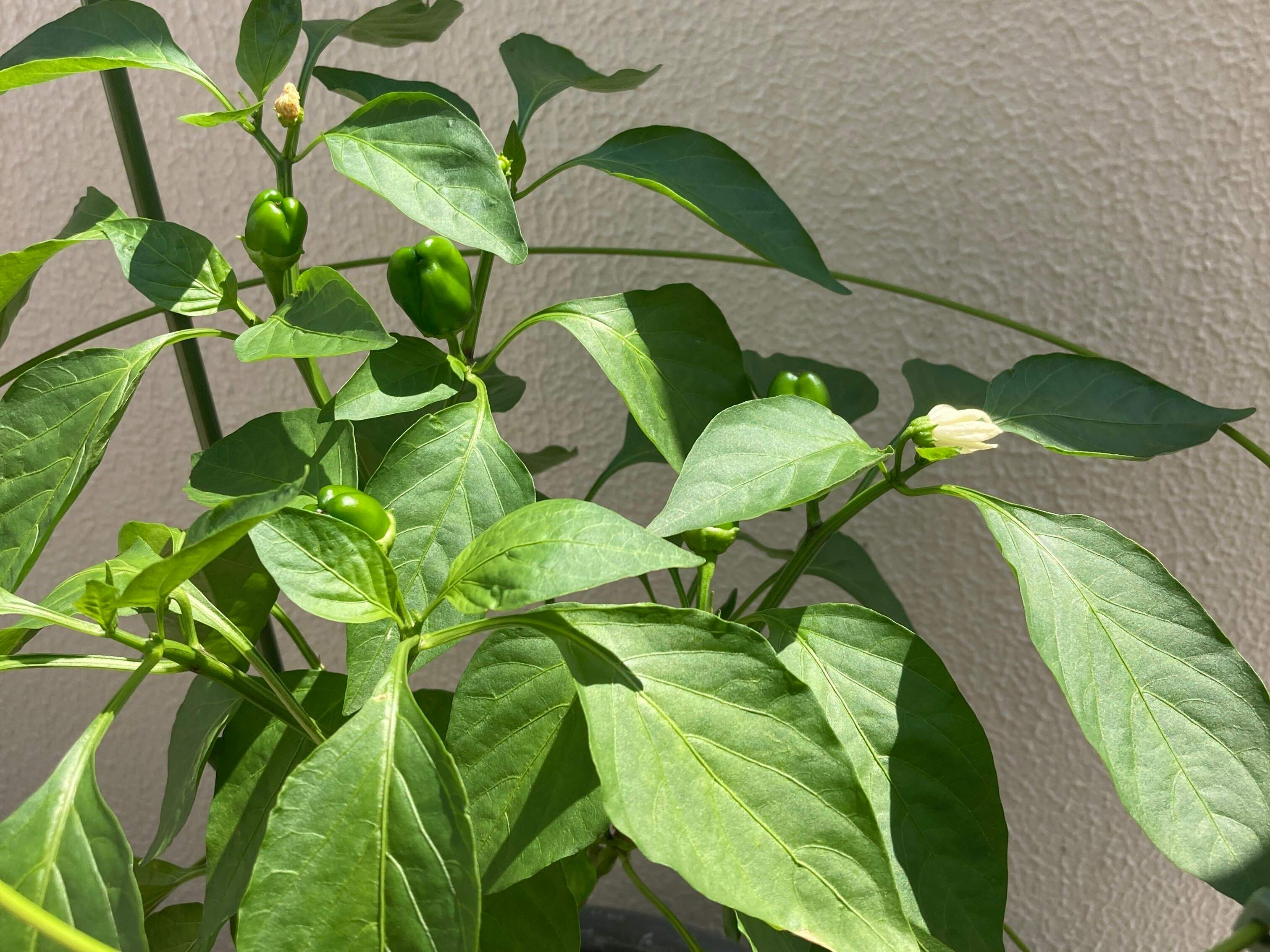 実がついたピーマンの苗