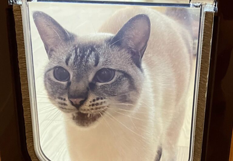 愛猫のために猫ドアを付けてみると?!ドアの仕組みをなかなか理解できない様子に「可愛い」の声と22万件いいね