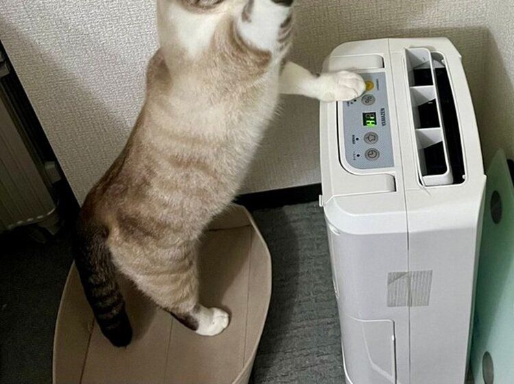 遊んでいるぬいぐるみを洗濯したら！文句を言うように鳴き、救出しに来た猫の姿に「必死でかわいい」の声