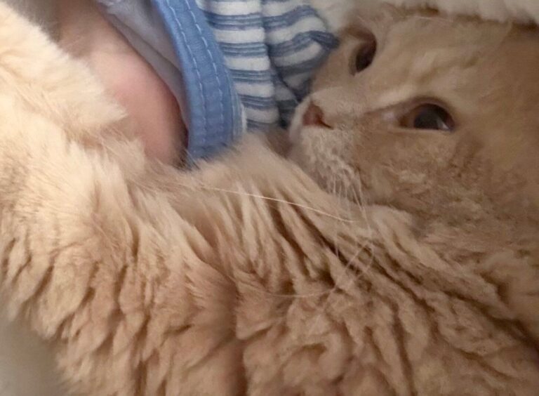 「なんか息苦しいなと思ったら」お昼寝中、愛猫に鼻と口をふさがれた!?そのかわいすぎる理由に、思わず胸まで苦しくなる！