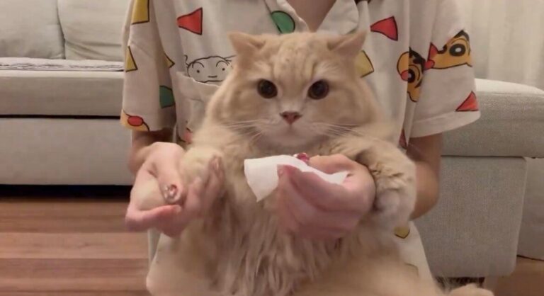 耳掃除が苦手なラガマフィン。耳に手を伸ばすとそっと手を押さえて抵抗する姿に「可愛い」の声と1.5万件いいね