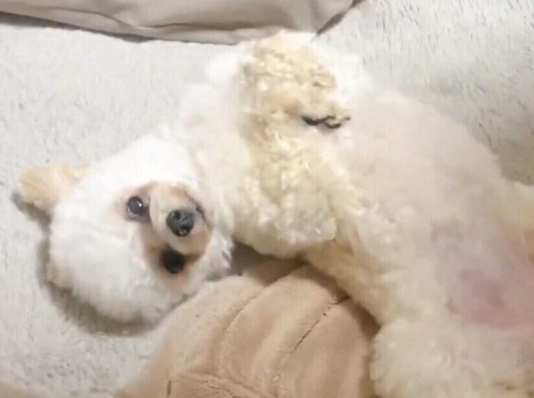 寝室に行く時間になると立てなくなり、抱っこを求めるトイプードル。その可愛さに「役者だね」の声