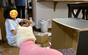 10歳娘が、白柴のために段ボールで部屋を手作り！子どもならではの純粋な優しさに「心が温まる」「愛だ」とほっこりする人続出