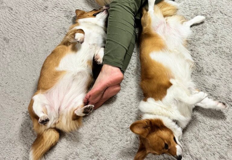 「コーギーがたくさん落ちている家」に注目！5匹のわんこに囲まれて眠る至福の瞬間に5.2万人がほっこり＆羨望の眼差し