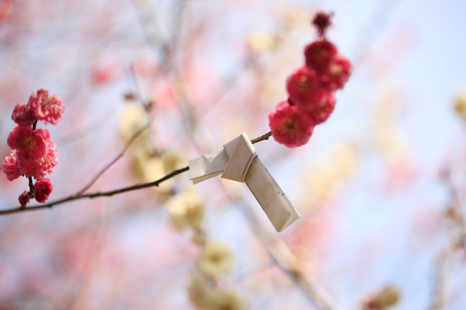 【お賽銭はいくらが正解?】運気を上げる初詣のルール9【Dr.コパの風水解説】