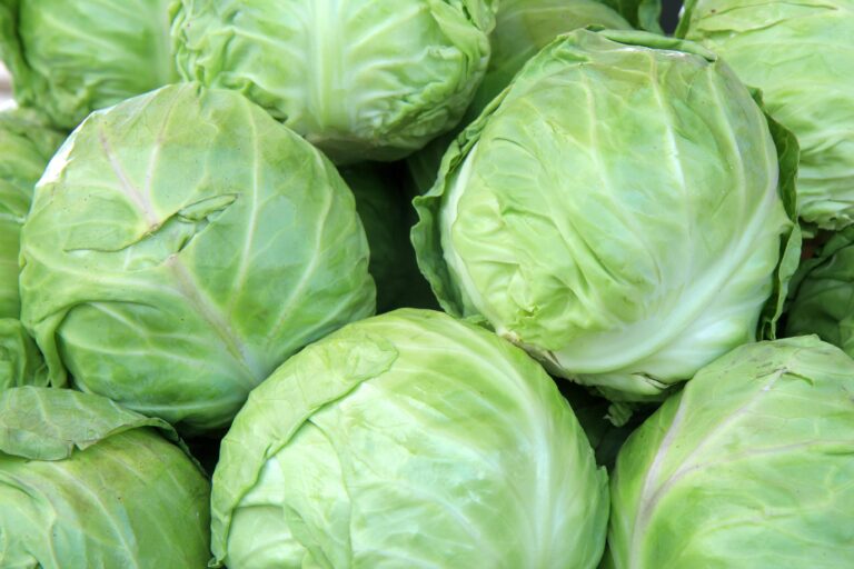 じつは避けたほうがいいかも？野菜のプロが教える冬キャベツの「もったいない」食べ方