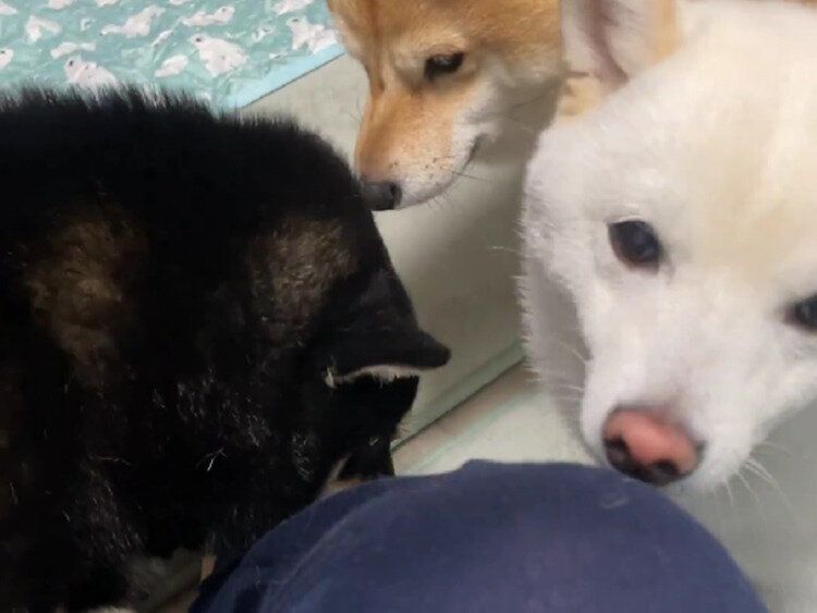 優秀な鑑識たちによる入念なチェック！猫カフェから帰宅した飼い主に対する柴犬の反応に「浮気の疑いがかけられている？」