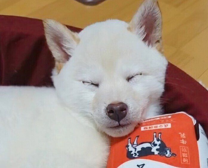 初めて買ってもらったおもちゃを愛用する白柴→4年後のビフォーアフターに11万いいね！　子犬の頃から変わらない健気な姿にほっこり