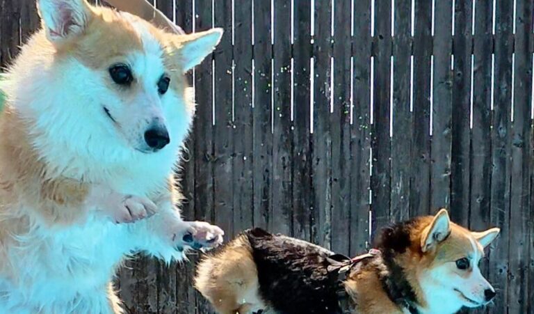 「コーギーの多様性」!?プールに飛び込む2匹のコーギーが話題に！【スカイダイビング型】と【飛び込み競技型】の個性が光る写真に、11万いいね