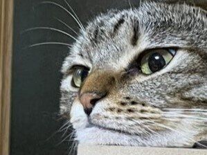 キャットタワーでくつろぐ猫ちゃんの首が伸びて見える。妖怪？溶けている？不思議な姿に6.2万いいね