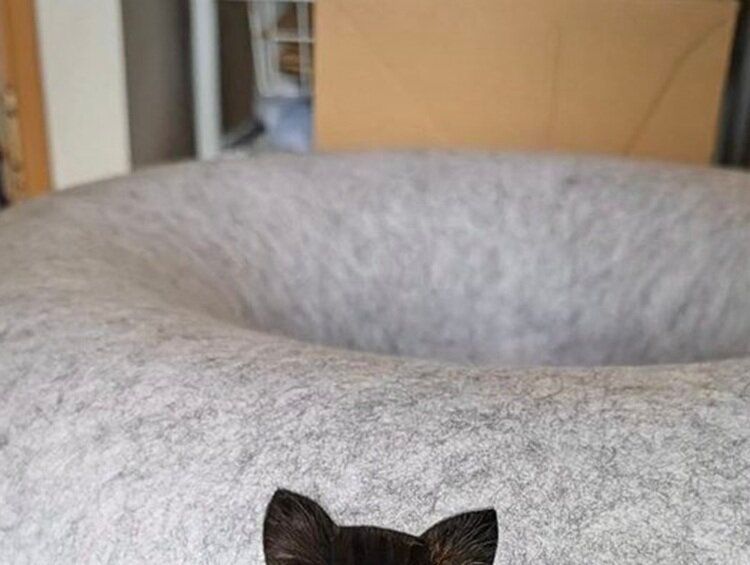 ドーナツ型のトンネルから感じる視線！「きれいに一体化されてる」ワンポイントの刺繍と思ったら、リアルな猫だった