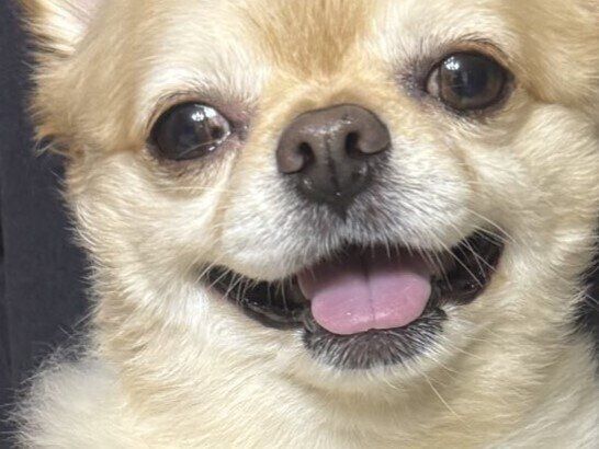 「そんなに違う？」母の抱っこと弟の抱っこでギャップありすぎなワンコ。飼い主さん家族も思わず笑った