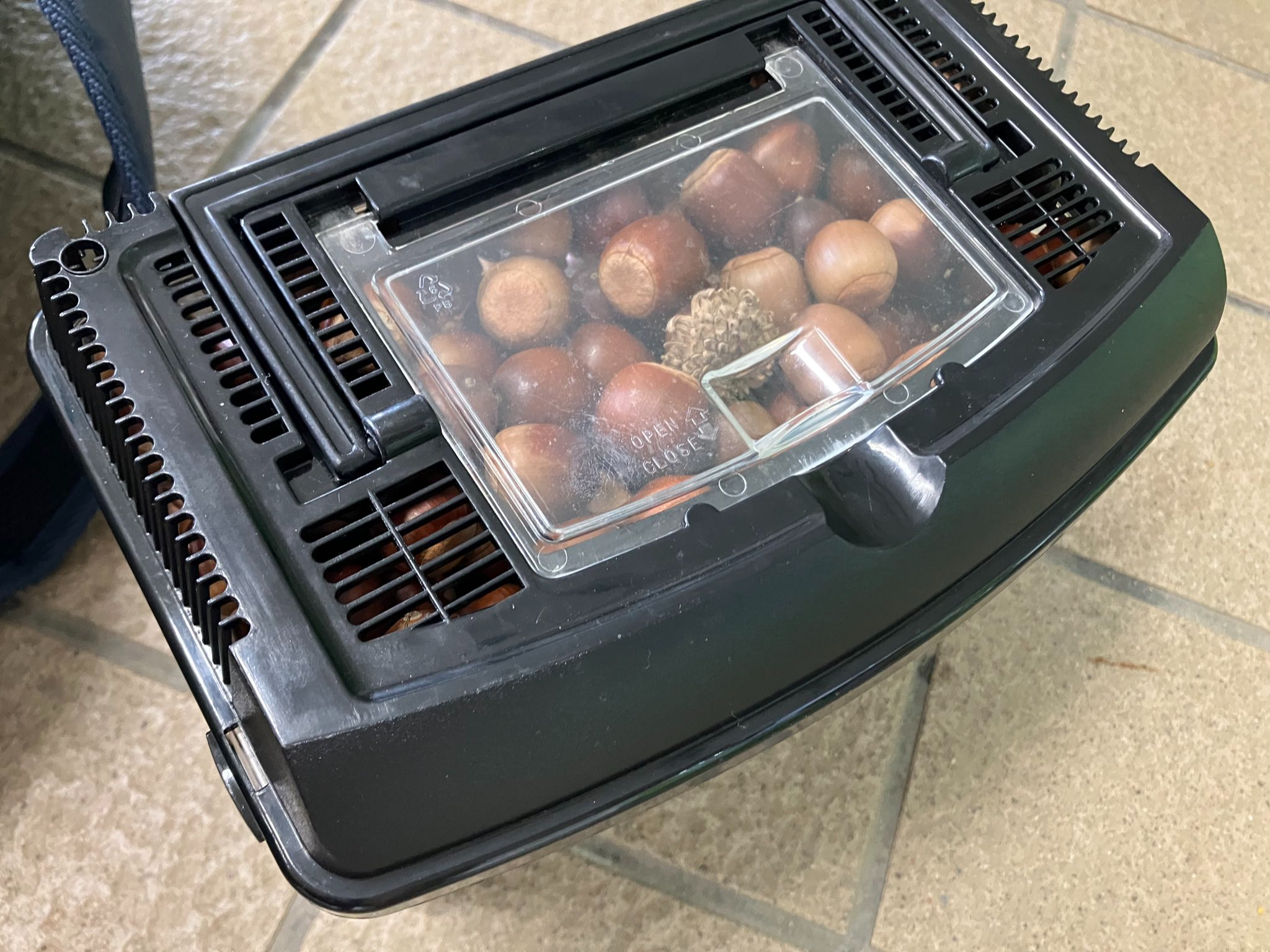 どんぐりがパンパンに入っている様子