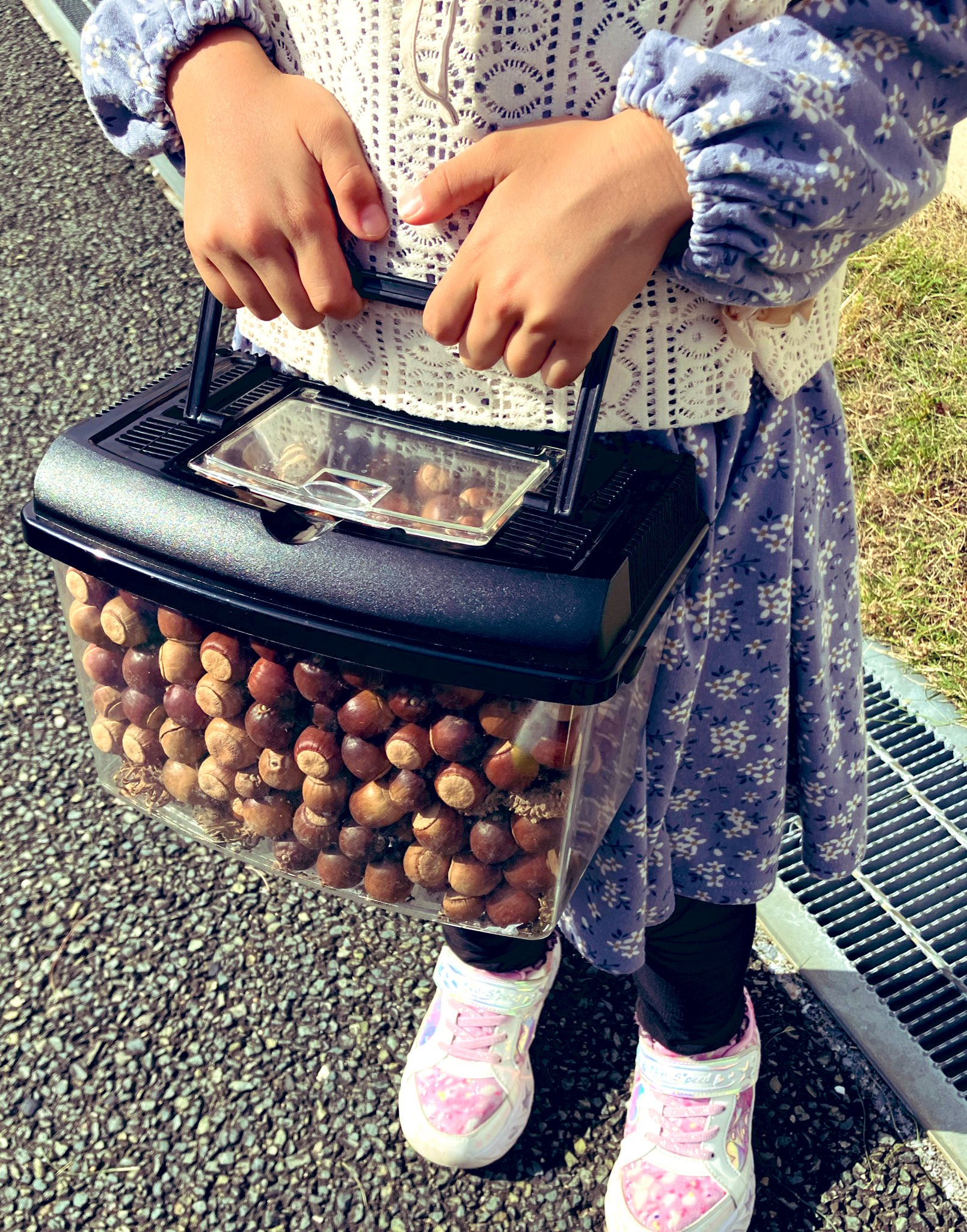 たくさんのどんぐりが入った虫かごを持つ娘さん