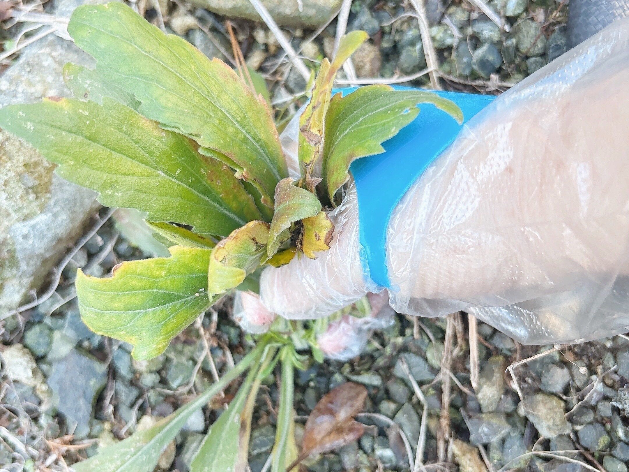 ダイソーピタット手袋