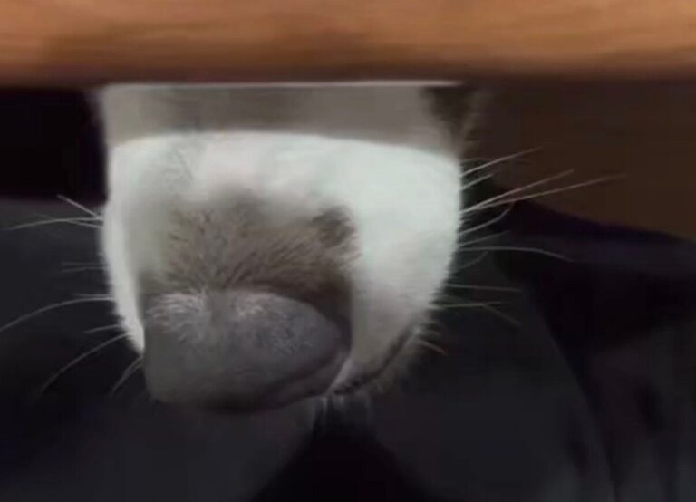 テーブルに着いた飼い主の足元から、「なんか生温かい風が来る」!?ボーダーコリー3匹による“暖房”に、「これは天国」と3万人がほっこり