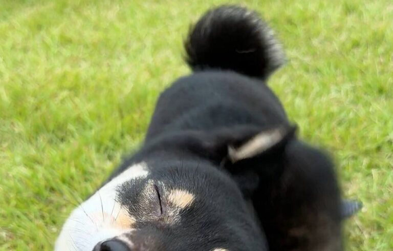 柴犬の「高速ウィンク」!?頭をブンブン振る柴ドリル中、実は交互に片方の目を開けていたという事実が判明！3.1万いいねと「世紀の大発見」の声