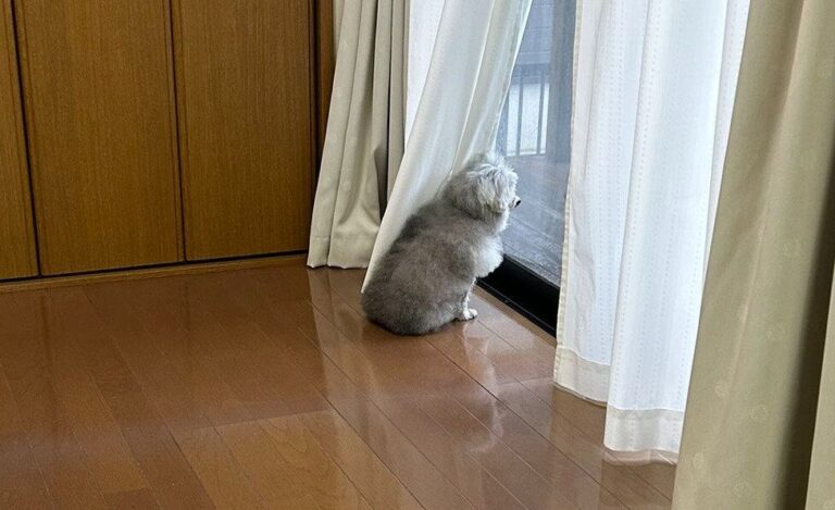 飼い主の帰りに気づかず、窓際で待ち続けるトイプードル。切なくも可愛らしい姿に「尊い」の声と19.1万件いいね