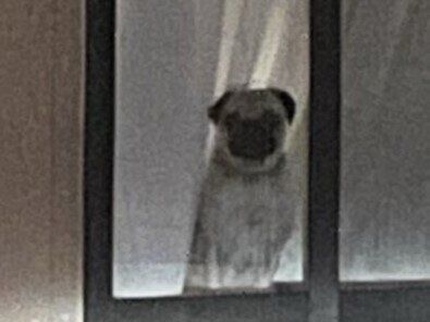 「待っていてくれてありがとう」窓際で飼い主さんの帰りを待つパグ。健気でいとおしい姿に12万人が感動