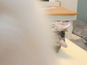 圧がすごいワンコがかわいい「僕のことも撮って！」愛猫を撮影していた飼い主さんの目の前へ颯爽とあらわれる