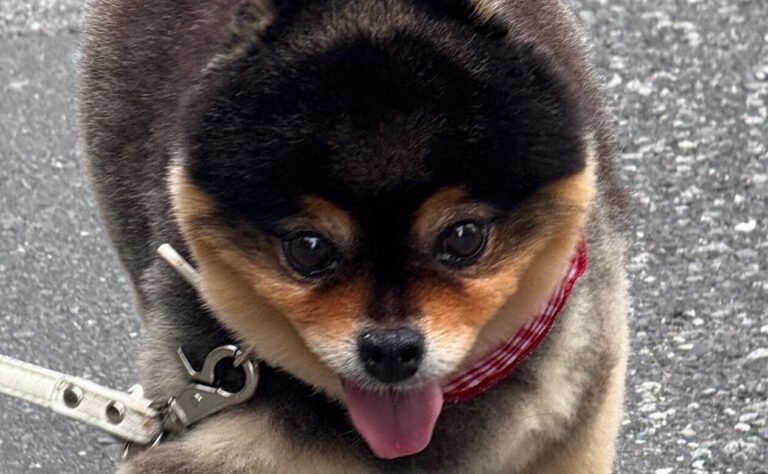 「虎くらい腕が太くないですか？」ポメラニアンのかわいらしい顔立ちと頼もしさとのギャップに8.3万人が悶絶！「ぬいぐるみみたい」「小熊のよう」の声