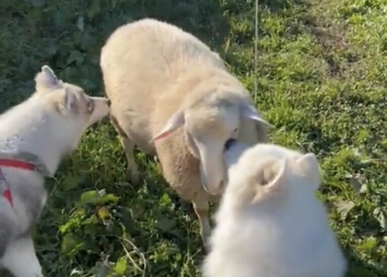 ファームで出会った1匹の羊に興味を示し、挨拶に行く2匹の愛犬。クンクンし合う姿に「ホッコリ」の声集まる