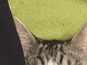 「どんな表情も味わい深い」スマホを見る飼い主によりかかりウトウトする愛猫の顔を見ると、なぜか変顔に！