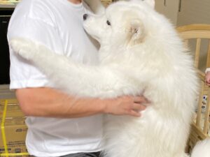 息子を抱っこしようとすると、自分もして欲しいとアピールするサモエド。あまりの可愛さに「尊いです」の声