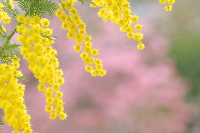 自律神経　薬膳