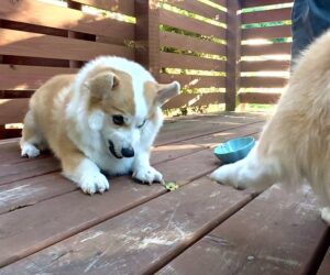 まるで“大技出す前の溜め”!?コーギーの鋭い表情と低い体勢に5万いいね集まる！「一撃必殺のやつ」「ビーム出す技かな」の声も