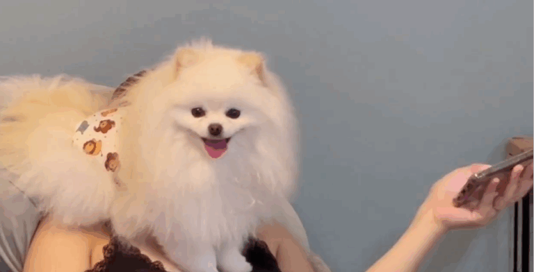 飼い主さんの顔をしっぽでふさぐワンコに思わずクスッ！「何も見えない」それでも妖精さん級のかわいさ