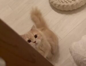 飼い主が帰宅した瞬間、急いで爪とぎしにいくラガマフィン。予想外の理由に「かわいい」「尊い」の声