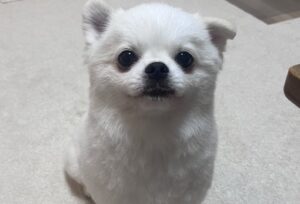 お耳が隠れるとアザラシのように見えるペキポメ。「お耳があるときもないときも愛おしすぎる」の声集まる