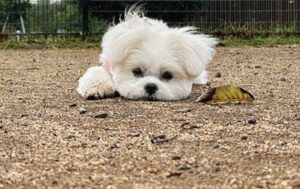 お友だちのいないドッグランでふてくされてしまったワンコ「今行くから待ってて！」と全国から立候補集まる