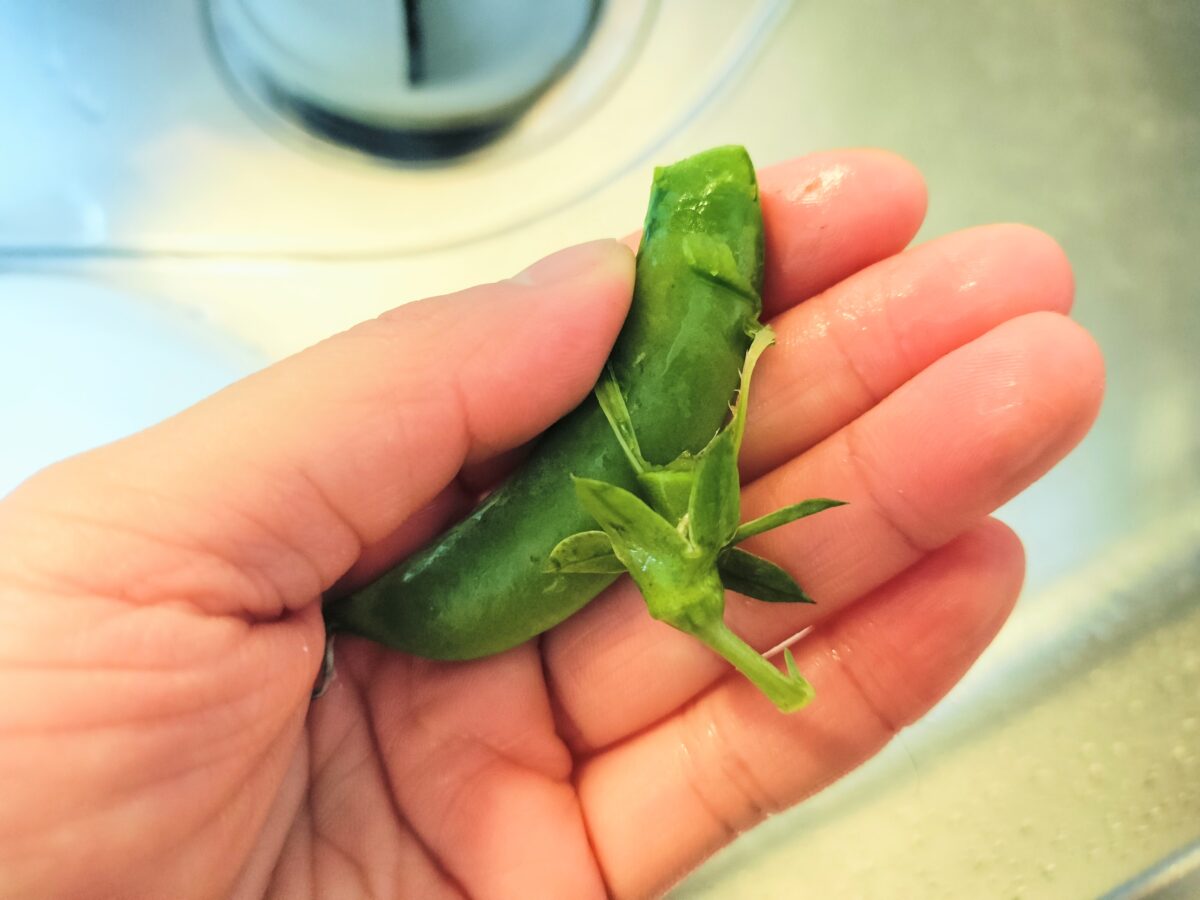 スジをとるスナップエンドウ