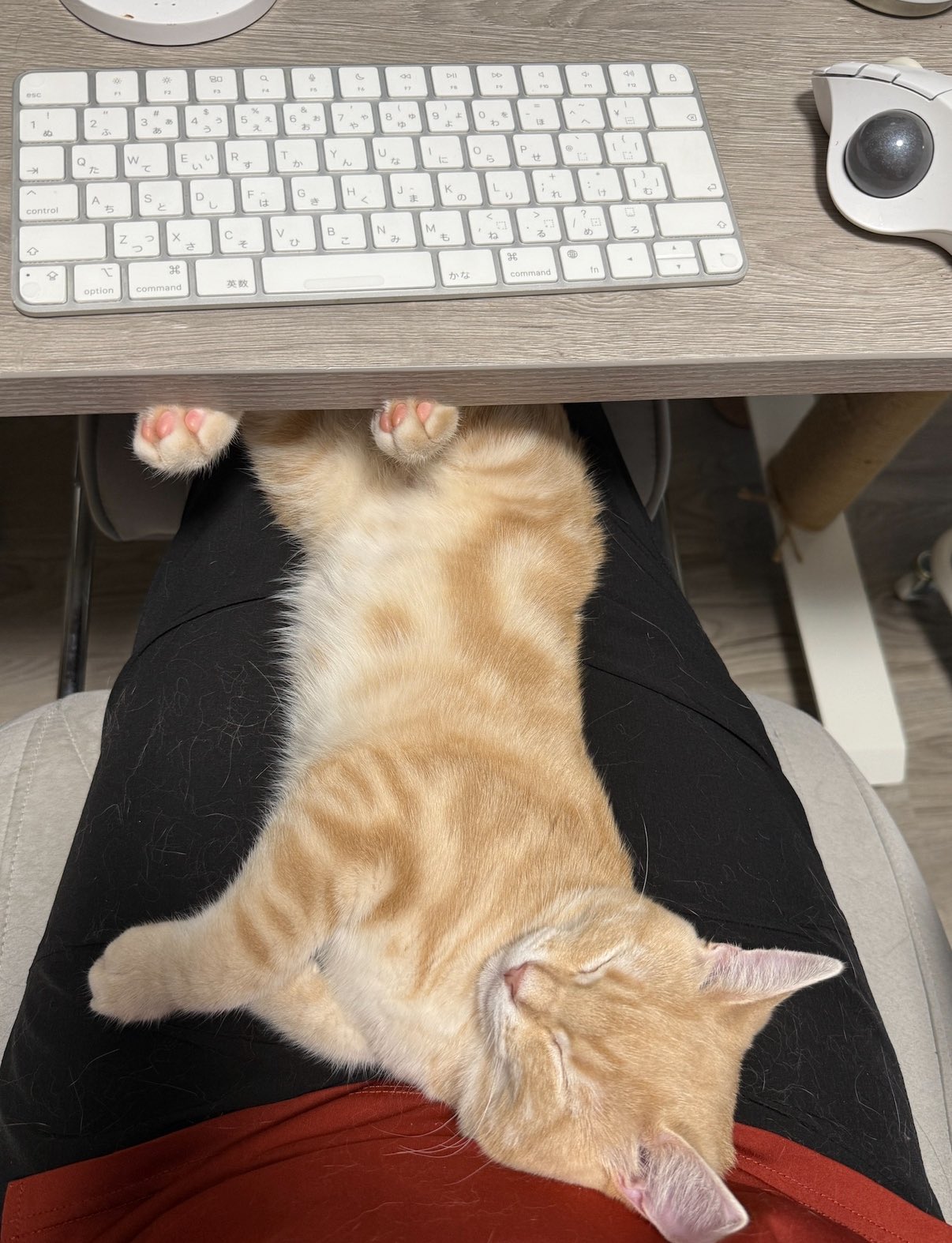 ミクくんがくつろいでいる様子