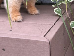 突然始まったかくれんぼ！プランターの草に身をひそめるポメラニアンの隠しきれないかわいさが話題