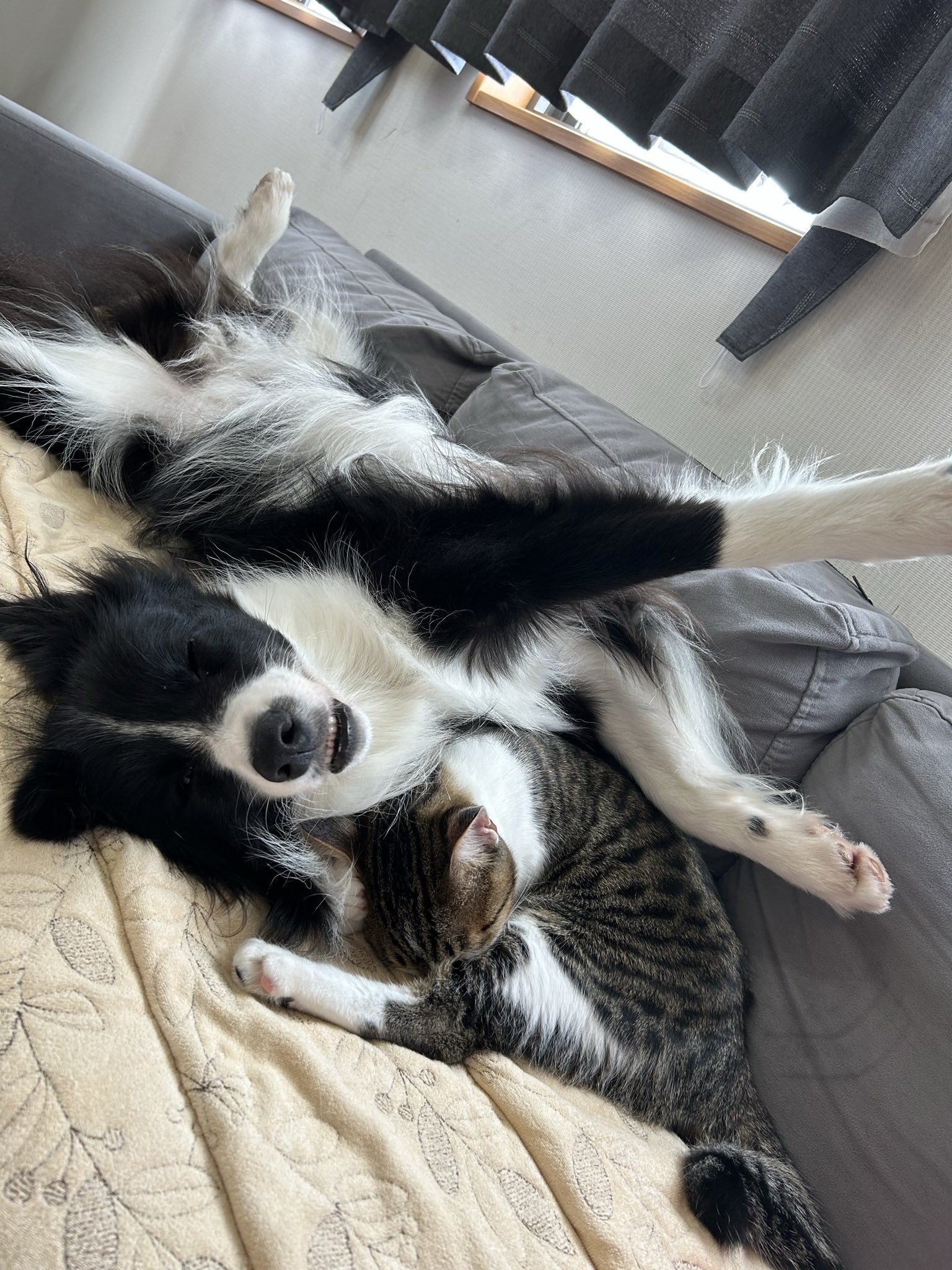 しずくちゃんとバロンくんの寝相