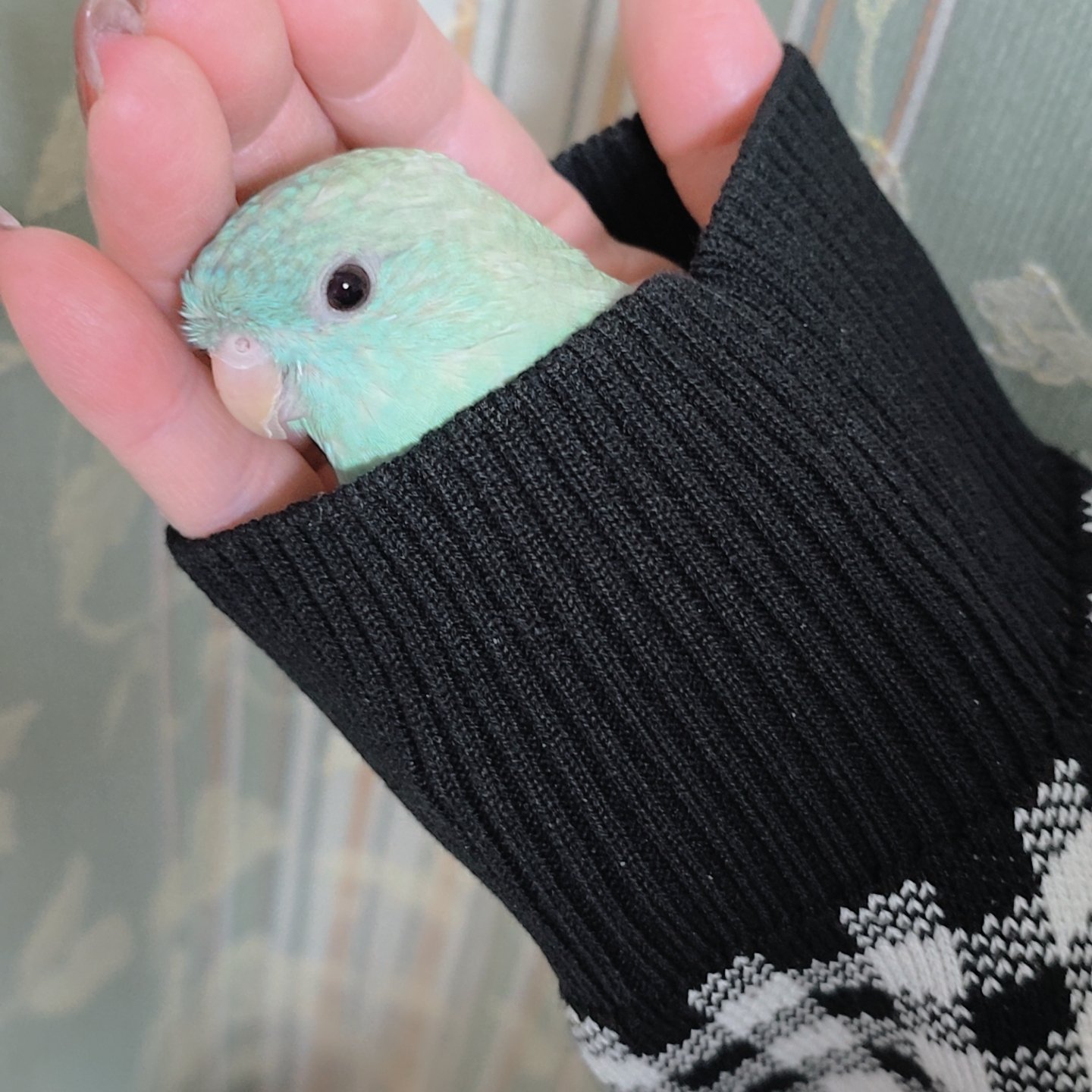 飼い主さんの袖に入るシエルちゃん