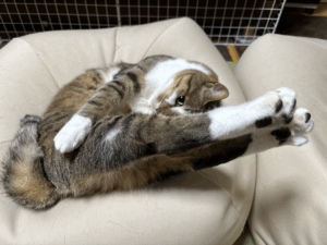 愛猫の「独特な伸び」に12万件いいね。驚きの柔軟性に「体操選手？」「かっこいい」の声集まる