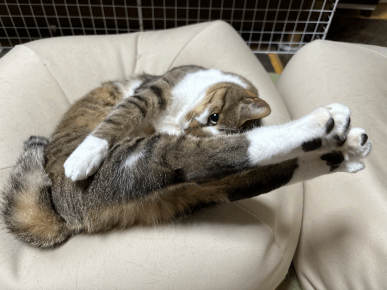 愛猫の「独特な伸び」に12万件いいね。驚きの柔軟性に「体操選手？」「かっこいい」の声集まる