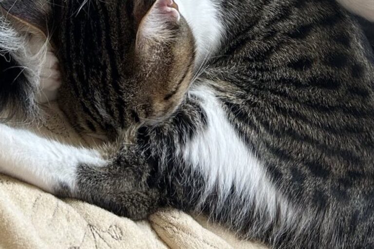 アクロバットな寝相のボーダーコリーの隣で、爆睡するにゃんこ。2匹の信頼感と仲のよさが伝わる写真に、2.7万がほっこり！