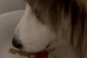 鼻息で水をぷくぷく～！新しい遊びを覚えたシェルティがかわいくて1.6万いいね「頭いい」「大発見だね」