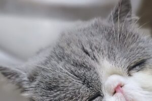 寝落ちしちゃった!?猫ちゃんのなんとも言えない寝顔に「かわいすぎ」「もはや罪」「親近感が湧く」の声