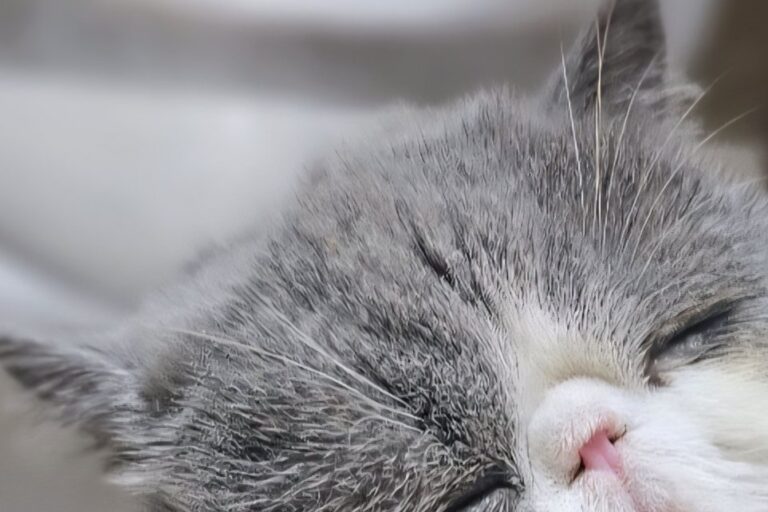 寝落ちしちゃった!?猫ちゃんのなんとも言えない寝顔に「かわいすぎ」「もはや罪」「親近感が湧く」の声