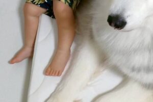 1歳赤ちゃんにはサイズの違う守り神が3頭！頼もしいワンちゃんたちの姿に「素晴らしい」「圧がすごい」