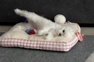 まるでブレイキングダンスを踊っているような子犬の姿が話題！